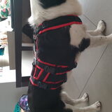 Foto van Bush dog