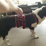 Foto van Bush dog