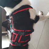 Foto van Bush dog