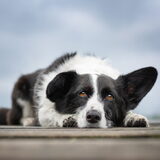 Foto van Bush dog