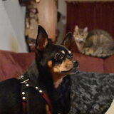 samen bankhangen, Lotus is al in de ren dus alle aandacht voor Balou.