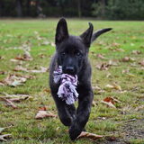 Foto van Dutchshepherdteam