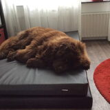 Foto van Willemijn - baasje van Vika .           Bams  en Ogin   ¥ .