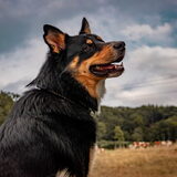 Foto van Frofro & Howbow