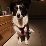 Foto van Bush dog