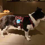 Foto van Bush dog