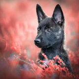 Foto van Dutchshepherdteam