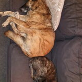 Foto van Dutchshepherdteam