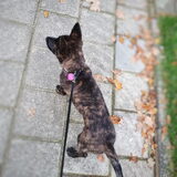 Foto van Dutchshepherdteam