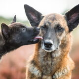 Foto van Dutchshepherdteam