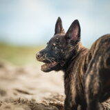 Foto van Dutchshepherdteam