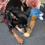 Balou is hier bezig met een stuk wortel koffieboom.