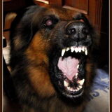 Mowgli de waakhond.