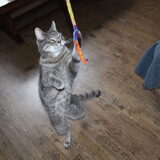 Nemo speelt nog altijd graag met de kattenhengel.
