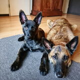 Foto van Dutchshepherdteam