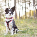 Foto van Bush dog