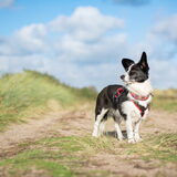 Foto van Bush dog