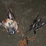 Foto van Dutchshepherdteam