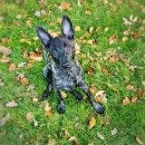Foto van Dutchshepherdteam