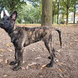 Foto van Dutchshepherdteam