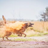 Foto van Dutchshepherdteam