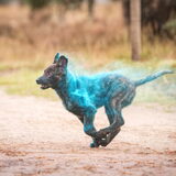 Foto van Dutchshepherdteam