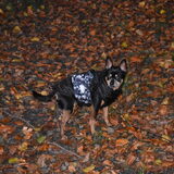 Balou in het bos tussen het herfstblad.