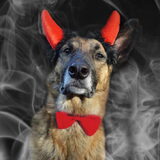 Foto van Dutchshepherdteam