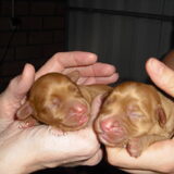 Geboren op 18 september 2009, onze Amber!