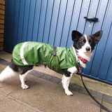 Foto van Bush dog