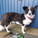 Foto van Bush dog