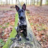 Foto van Dutchshepherdteam
