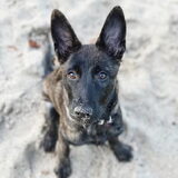 Foto van Dutchshepherdteam