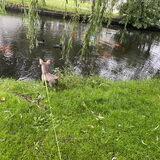 Foto van Cyntha
