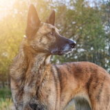 Foto van Dutchshepherdteam