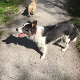 Aan de wandel met mijn vriendin maggy maar die zie ik niet zo veel die…