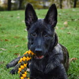 Foto van Dutchshepherdteam