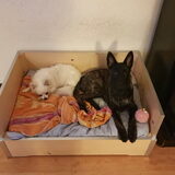 Foto van Dutchshepherdteam