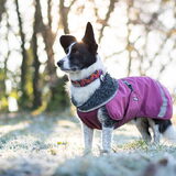 Foto van Bush dog