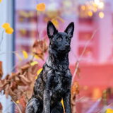Foto van Dutchshepherdteam