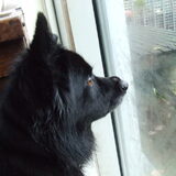 Cooper (had op strooptocht het deksel van de vuilnisbak op haar neus…