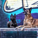 Foto van Dutchshepherdteam