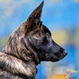 Foto van Dutchshepherdteam