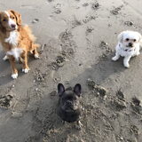 Foto van Sigrid, Sandy, Diva & Nala