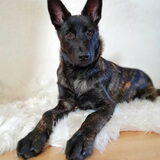Foto van Dutchshepherdteam