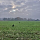 Foto van Dutchshepherdteam