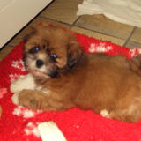 Bo als pup