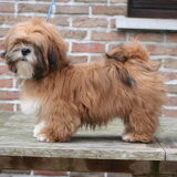 ja dat is onze grote sloeber Bo de plezantste thuis