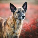 Foto van Dutchshepherdteam
