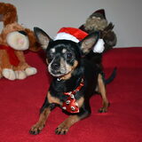 Kerst foto's